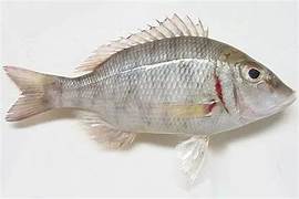 Villai Meen (emperor fish)